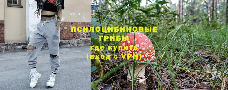 закладка  Одинцово  Псилоцибиновые грибы Psilocybe 